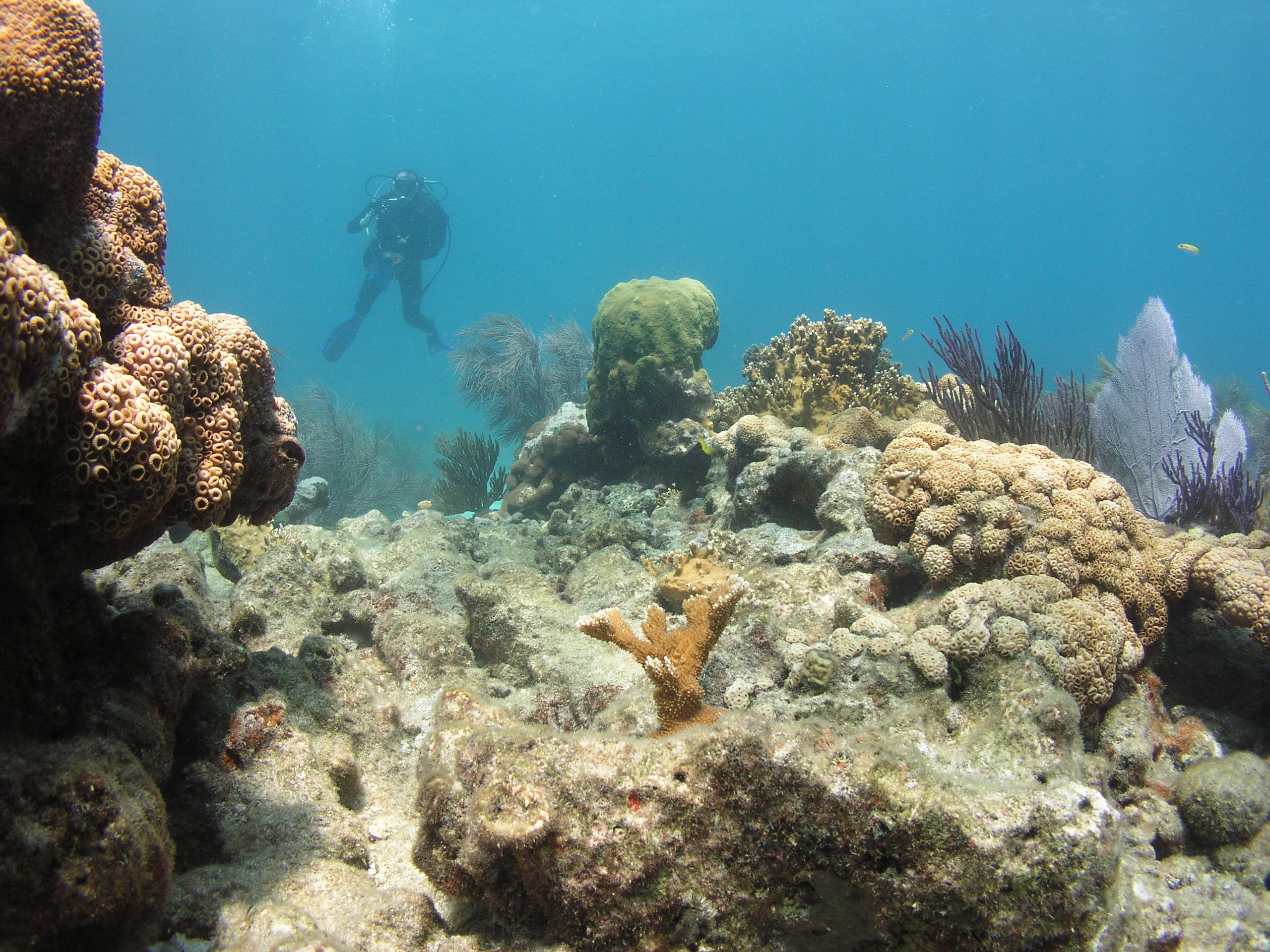 USGS scuba diver on coral reef in Dry Tortugas National Park, FL, USA